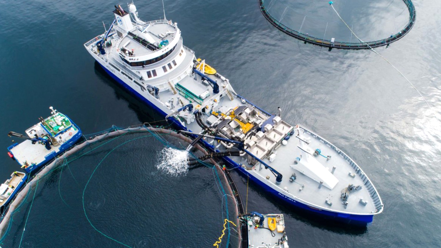 鲑鳟鱼类初加工系统